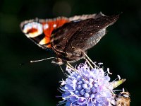 Insectes et fleurs